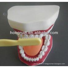 Modèle de soins dentaires médicaux de style nouveau, modèle dentaire dentaire